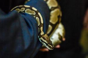 gros serpent recroquevillé dans un rocher. yeux regardant quelque chose dans la zone sombre. photo