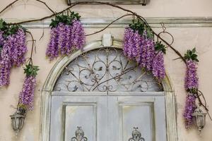 arbre de glycine en fleurs recouvrant une maison par une belle journée ensoleillée photo