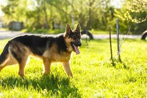 portrait de jeune chien berger allemand au coucher du soleil photo