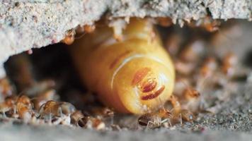 photo macro. reine des termites et termites travaillant dans un nid en terre. concept de petit monde animal