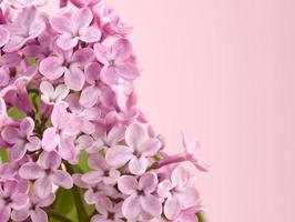 bouquet de lilas rose sur fond rose photo