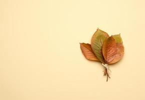 feuilles de cerisier jaunes sur fond orange photo