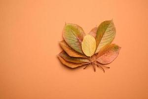 feuilles de cerisier jaunes sur fond orange photo