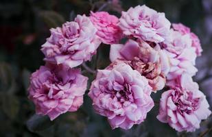 branche avec des boutons de roses roses en fleurs et des feuilles vertes photo