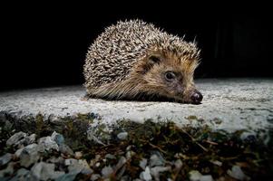 gros plan de hérisson mignon photo