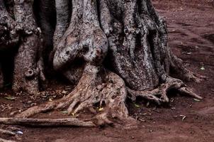 gros plan des racines des arbres photo