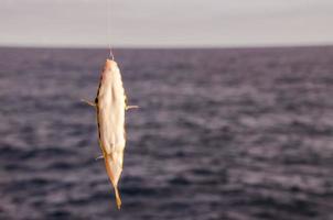 petit poisson pris à l'hameçon photo