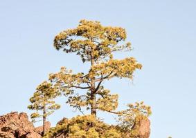 vue rapprochée de l'arbre photo