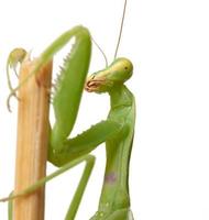 Jeune mante verte assise sur un bâton en bois, insecte isolé sur fond blanc photo