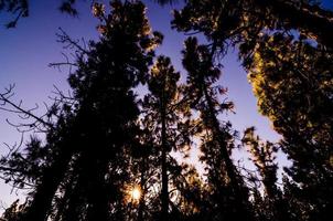 vue panoramique sur la forêt photo