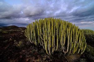 vue sur le désert avec cactus photo