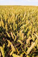 gros plan de champ de blé photo