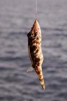 petit poisson pris à l'hameçon photo