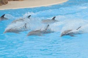 dauphin gris sur une eau très bleue photo