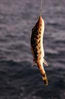 petit poisson pêché photo