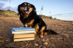 chien mignon avec des livres photo