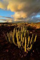 vue sur le désert avec cactus photo