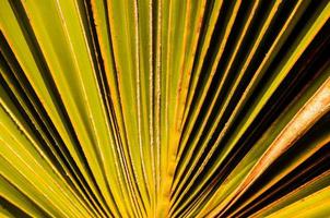 fond de texture de feuille de palmier photo