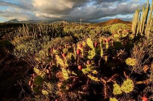 paysage avec vue sur les cactus photo