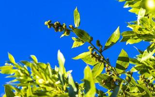 plantes vertes des caraïbes palmiers fleurs arbres sur la côte mexique. photo