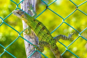 lézard vert des caraïbes sur la clôture playa del carmen mexique. photo