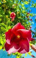 plantes de fleurs d'allamanda rouge rose violet dans la nature tropicale mexique. photo