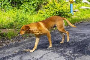 chien errant au gingembre brun sur la forêt de la route au costa rica. photo