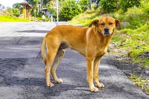 chien errant au gingembre brun sur la forêt de la route au costa rica. photo