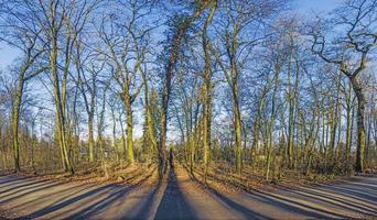 image panoramique de la forêt d'hiver sans feuilles avec de longues ombres sous un soleil bas photo