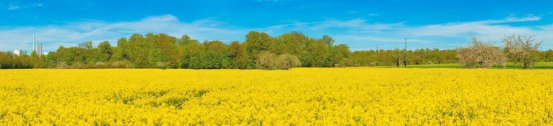 photo d'un champ de colza au printemps de couleur jaune vif typique