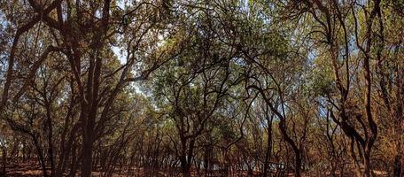 forêt sombre et dense sur l'île croate de brijuni pendant la journée photo