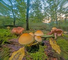gros plan sur un champignon d'arbre dans la forêt allemande d'automne photo