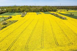 photo de drone aérien du champ de colza au printemps dans une couleur jaune vif typique