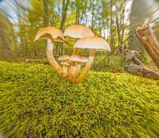 gros plan sur un champignon d'arbre dans la forêt allemande d'automne photo