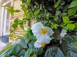 gros plan d'une fleur colorée à la lumière du jour photo