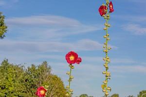 photo en gros plan d'une fleur de rose trémière de couleur rouge avec un ciel bleu et des arbres flous en arrière-plan