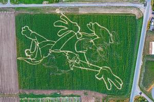 drone vertical tiré d'un champ de maïs avec un personnage de dessin animé coupé dedans photo