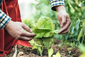 agriculteur examinant une usine de laitue dans un domaine de l'agriculture biologique photo