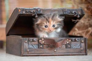 Chaton tabby scottish fold à l'intérieur de la poitrine de dot décorative sur un fond rustique photo