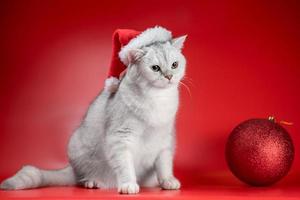 chat british shorthair dans un bonnet de noel regarde un grand bal du nouvel an sur fond rouge photo