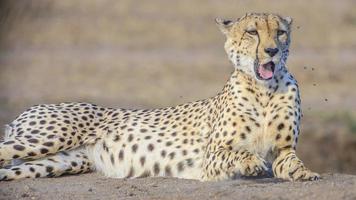 guépard dans le parc national kruger en afrique du sud photo