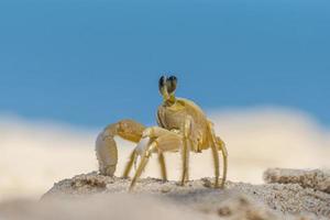 gros plan de crabe de plage jaune au brésil pendant la journée photo