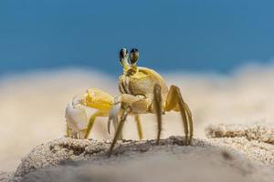 gros plan de crabe de plage jaune au brésil pendant la journée photo