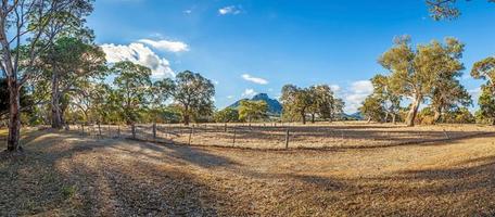 photo d'un paysage typique en australie avec des eucalyptus