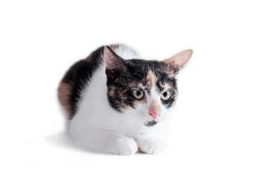 Chat adulte tricolore allongé sur un fond blanc photo