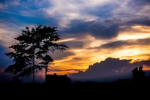 silhouette grands arbres et paysage au coucher du soleil. photo