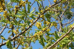 groseille jaune sur l'arbre photo