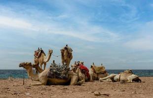 plusieurs chameaux se reposent sur les rives de la mer rouge photo