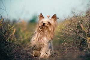 yorkshire terrier demande une friandise lors d'une promenade en levant la patte photo