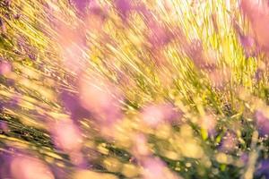 beau gros plan écologie nature paysage avec fleurs et prairie. fond d'herbe abstraite avec lumière du soleil d'été printanière, rayons de soleil sur fond naturel flou photo